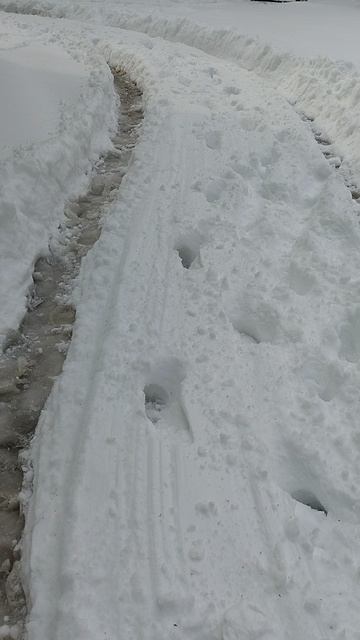 №332. Двор П. Осипенко 48. 29 апреля 2025 г., 8:39:50. VID_20250429_083800670