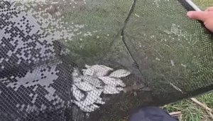 Рыбалка на фидер по холодной воде, клёв подлещика и окунь на живца