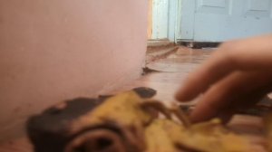 VID_20251103_142115.mp4