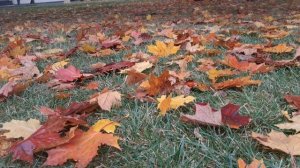 Куда же ты уходишь 
Павел Нефёдов