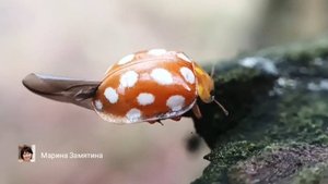 Экотерапия 51 серия.