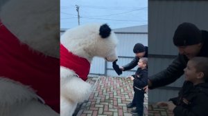 Сюрприз за 1000 километров. Белый мишка 004