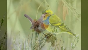 п.ЖАВОРОНОК автор Влад. Семенов исполняет Мила Семенова