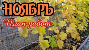 НОЯБРЬ 2025. План работ на винограднике.