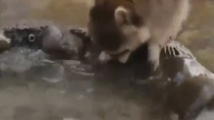 Енот-полоскун — это хищное млекопитающее размером с кошку 🦝