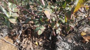 Чайная крымская роза. Старый сорт