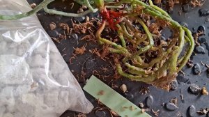 Пересаживаю домашнюю мини орхидею в бокал ✔️