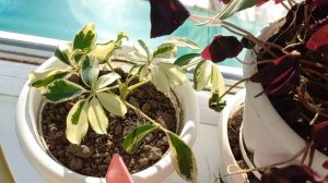 начало ноября,цветы на подоконнике