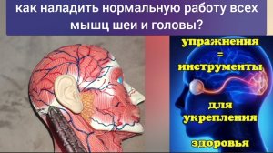 Зажатые линии между атлантом и висками вредят сосудам шеи, мозга, ухудшают зрение, слух. Упражнения