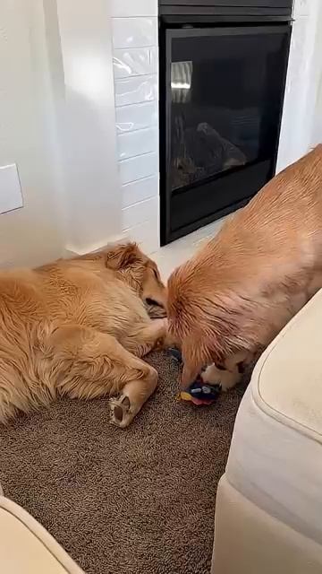 Mission Impawsible OffLeashK9Training DogHumor PawfectLaughs FunnyDogsDaily ConfidentDog [get.gt] смотреть онлайн