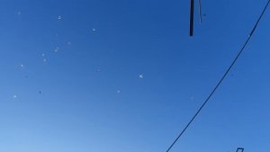 03.11.25 г. Андижанская порода голубей (2)