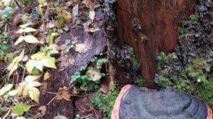 Трутовик - Русский гриб.