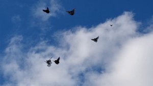 1000106130.mp4 Ветра нет а голуби в небе.