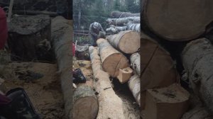 Зеленая дача - Искусство заготовки дров: от леса до поленицы