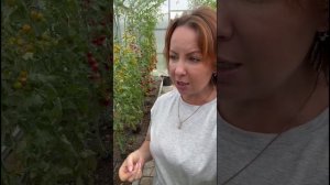 Почему томаты у меня не болеют ♥️