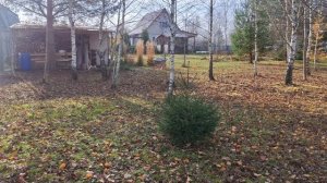 Новые посадки, освободила корневые шейки. Стройка движется, но медленно