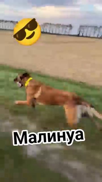 как выбрать себе овчарку Малинуа в деле Вот почему эта порода не для всех новости овчарок [get.gt] смотреть онлайн