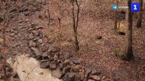 В Приморском сафари-парке помогают вылечить животных и птиц