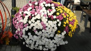 02=11=2025  ник  КРАСНОДАР   (71)