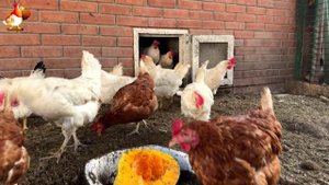 Куры осенью очень счастливы 🤗😂😜  (2)