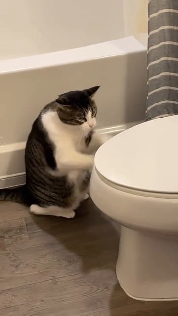 Пустите в туалет! 🚺