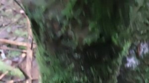 Грибы в нояре. Вешенки.