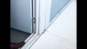 Как живут коты с собаками