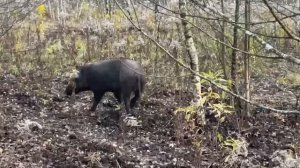 Охота на Кабана