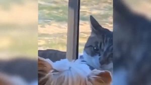 Приколы с животными (подборка)