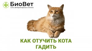 Как отучить кота гадить