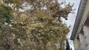 Алушта  часть 2   поездка в Ялту ноябрь 2025 г. Санаторий Славутич