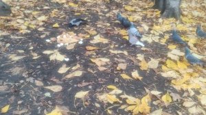 творите добро 3 ноября...