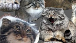 Моя новая не заставка а интро!