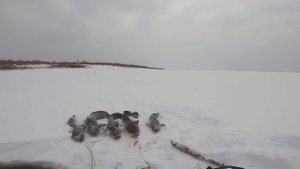 Трофейная рыбалка, перемёты на налима.