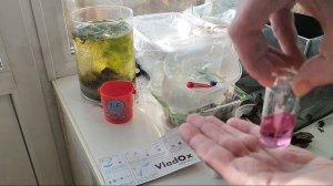 Надо ли отстаивать воду для аквариума? Сравниваем жесткость отстоявшейся воды.