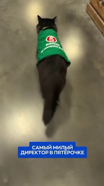 НАНЯЛИ НОВОГО ИНСПЕКТОРА в Пятёрочку. Его методы работы ШОКИРОВАЛИ покупателей смотреть онлайн