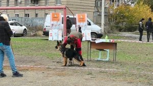 БЕБИ КОБЕЛИ / КЧК ШАХТЫ 3 ноября`25 Н.Павлова Моно немецких овчарок