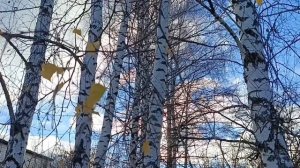 На березах листьев почти нет
И грустят они сквозь солнца свет...