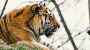 ... Бенгальский Тигр - Что мы знаем о нём....