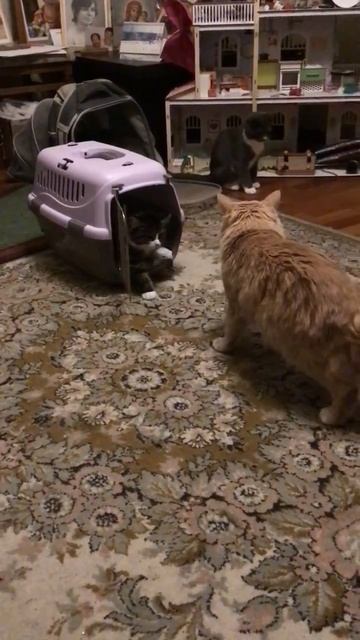 Санкт -Петербург. 02.11.2025. В гостях у Персика котята 🐈_⬛  Кнопочка, Черника и Торт. Эпизод 8