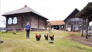 ЧЕРНИЧНИКИ ( Новое Видео ) , Лесная Жизнь , Грибы в Ноябре