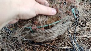 Где зимуют мои подвесные кашпо с седумами из кокоснвого волокна.