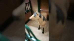 Делай добро не получишь зла 1 сезон 1 серия лошади шляйх