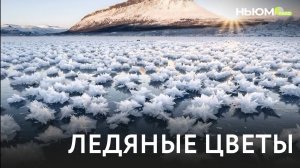 Как появляются ледяные цветы? Где их можно увидеть?