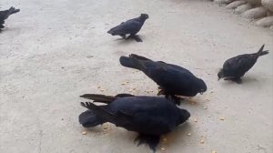 голуби говно