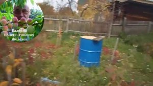 2. Видеоуроки В. Железова №1. “Посадка в лесу и в саду. Подвои - подарок от Бога“ часть 2.