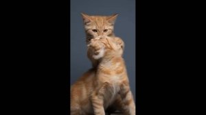 #смешныевидео -95