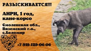 Пропала собака! АНРИ. 1 год. Кане-корсо. Смоленская обл,  Вяземский г.о, с. Беломир