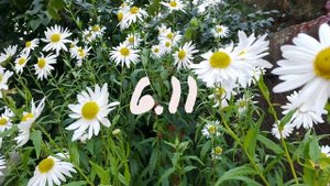 Лунный календарь для цветоводов с3.11-9.11.25г.