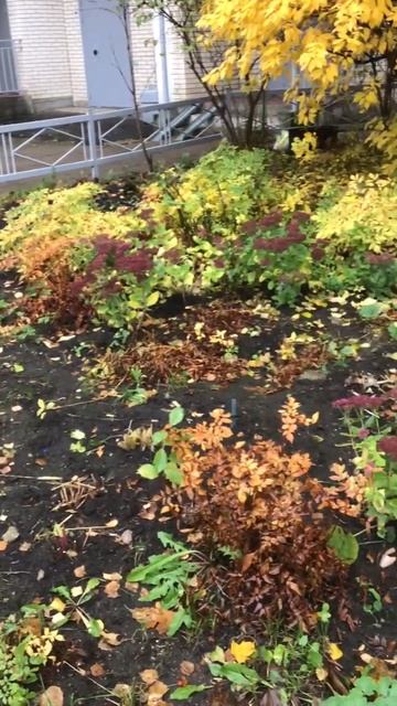 Санкт-Петербург. 02.11.2025. Последний месяц осени, в золотом и зеленом. Цветник у дома. Эпизод 2